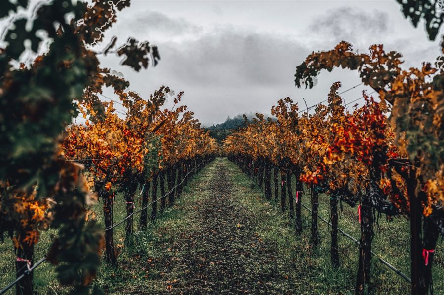 Vineyard path in autumn